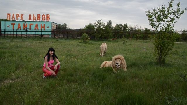 Сафари Парк львов Тайган смотреть онлайн