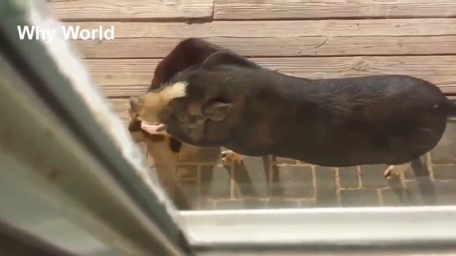 Необычное поведение диких животных