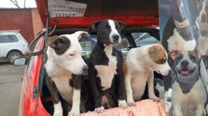 Щенки Стаффордширского терьера 4 месяца. Staffordshire Terrier puppies 4 months. Odessa.