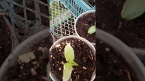 Что делать если произошло задымление в теплице.