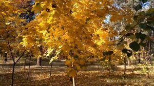 Красивая осенняя песня. Стихи,  музыка, исполнение  автора Геннадия Щёголева.