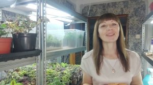 Большая закупка семян цветов.Супер  ампельные петунии, алиссум, бегонии, эустома на весну 2024.