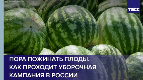 Пора пожинать плоды. Как проходит уборочная кампания в России