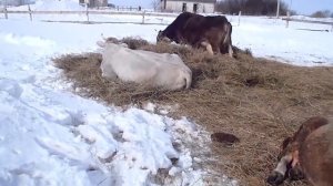 Коровы породы "Швиц"...