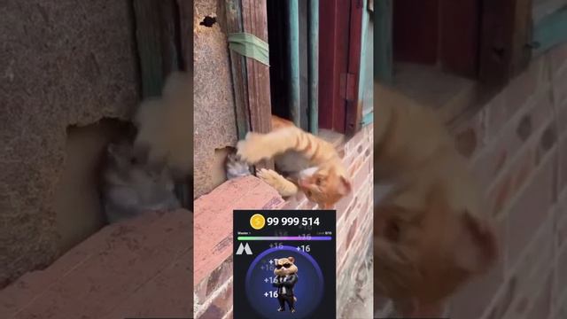 Кот тапает хомяка!) Hamster Kombat в жизни