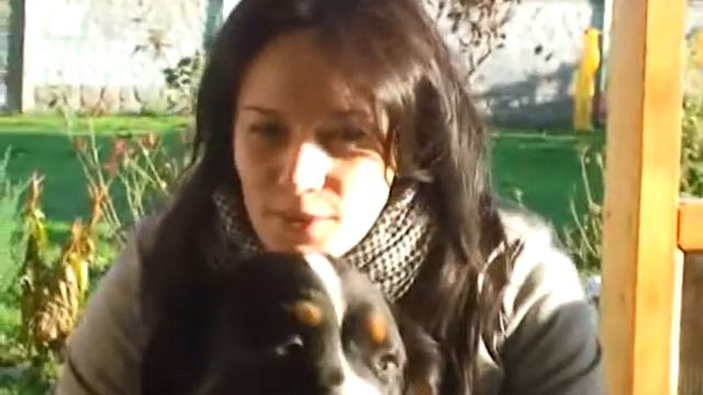 Berner Sennenhund ( Бернские зенненхунды) смотреть онлайн