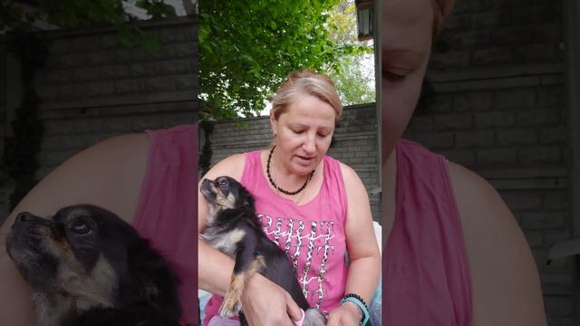 стрижка когтей взрослым собакам питомник чихуахуа Кастропуло Крым смотреть онлайн