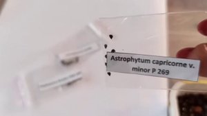 Суккуленты и кактусы из семян: ëмкости, посев и уход в первые дни