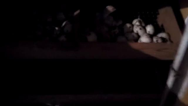 ПЕРЕПЕЛА ТЕХАСЫ!РОЖДЕНИЕ-ВЫЛУПЛЕНИЕ из ЯЙЦА!