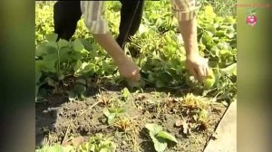 Подготовка земляники к зиме #urozhainye_gryadki