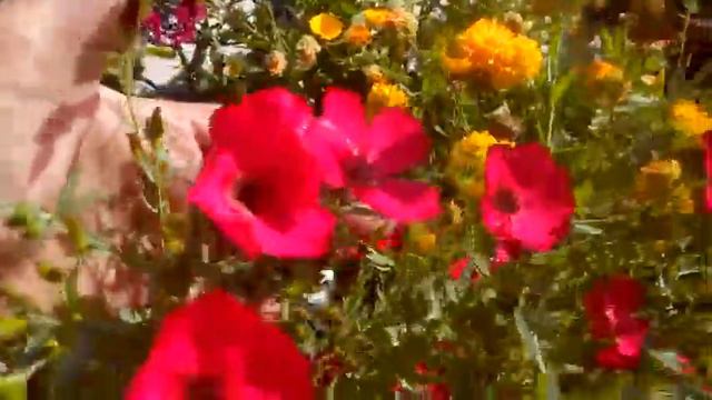 161 - Scarlet Flax (Alsi) /अलसी par jiyada flowering ke liye kaun se liquid manure daal sakte hain? смотреть онлайн