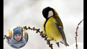 Учим зимующие птицы. Зимние птицы. Сорока, ворона, синица, снегирь, воробей. Пальчиковая гимнастика