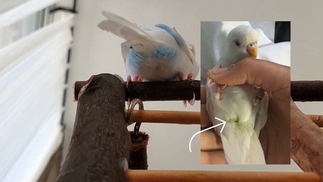 5 Symptoms of a Dying Budgie смотреть онлайн