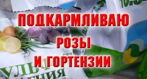 Подкармливаю розы и гортензии. Чем и как