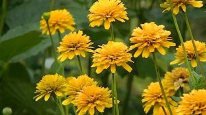 Heliopsis helianthoides Asahi