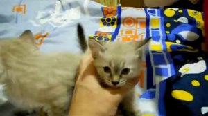 Сил-тэбби пойнт (seal-tabby point) - Тайские кошки