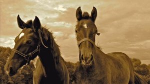 Пара гнедых