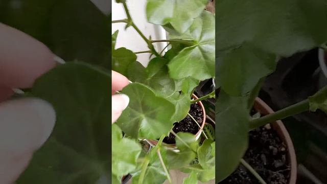 Красавица плюшка! #plant #indoorplant пеларгония Плющелистнаяпеларгония, #укоренениечеренков