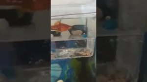 Меченосец роды-мальки самки меченосца childbirth swordsman