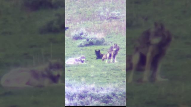 Wolves Hanging Out (and Going Potty) -Yellowstone National Park #wolves