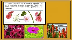 Окружающий мир 1 класс Что растет на клумбе? страница 16,15.