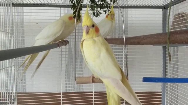 #harizma_ptichka
Училка)) #кореллы. смотреть онлайн