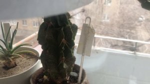 Обзор кактусов и суккулентов на окне