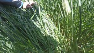 Обработка по колосу. Озимая пшеница 12.06.21. ЗЗР, карбамид, сульфат магния.