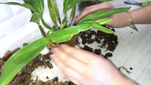 Den. Roy Tokunaga пересадка и уход