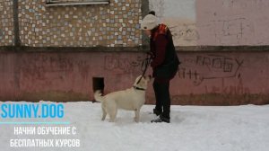 Собака бегает за котом?   Простой метод отучения охоты за кошками.