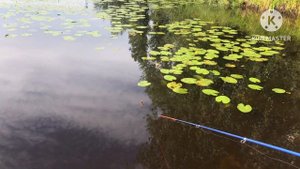 РЫБАЛКА НА ПОПЛАВОК! I ЛОВЛЯ ЩУКИ НА ЖИВЦА НА БОЛЬШОМ ОЗЕРЕ I РЫБАЛКА ЛЕТОМ!