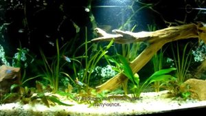 Аквариум биотоп амазонки с мелкими рыбами