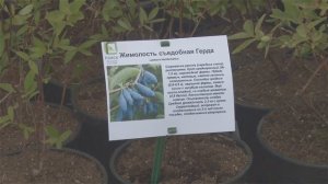 Самые урожайные, вкусные и полезные сорта жимолости съедобной. ДЕГУСТАЦИЯ!