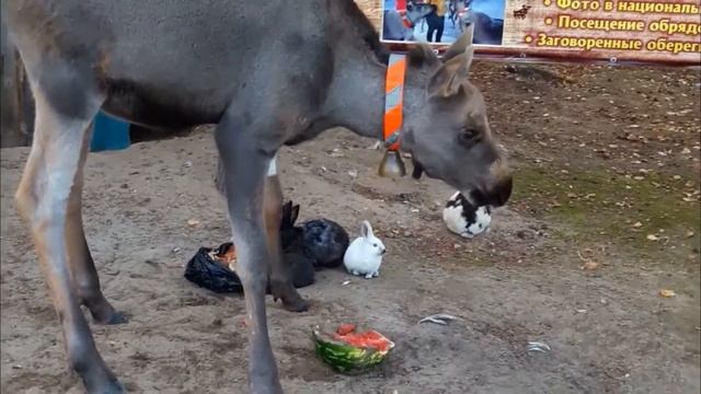 Лось ест арбуз! смотреть онлайн