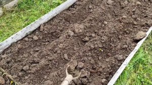 Посадка озимого чеснока на севере.