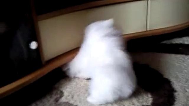 Щенки Японского шпица