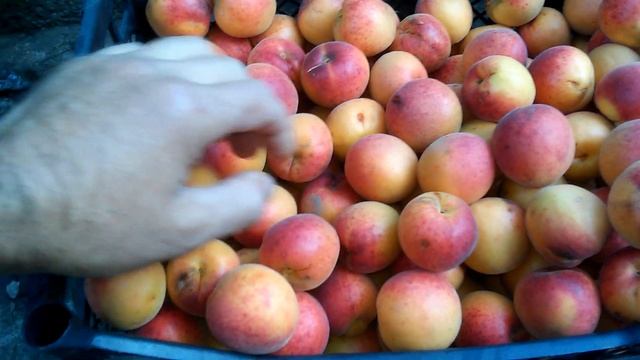 Абрикос сорт краснощёкий... смотреть онлайн