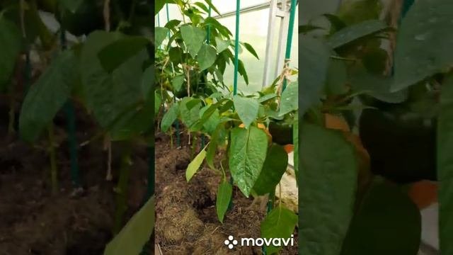 4 августа!Помидоры..помидоры..помидоры..овощи..