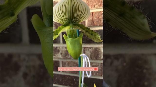 Maudiae Type Paphiopedilum #orchid #houseplants #tropicalplants #darbysplants #blooming #gardening смотреть онлайн