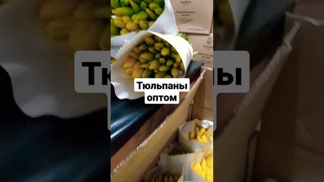 Тюльпаны оптом в Санкт-Петербурге и Москве #выгонка #выгонкатюльпанов  #срезка #веревкинхутор