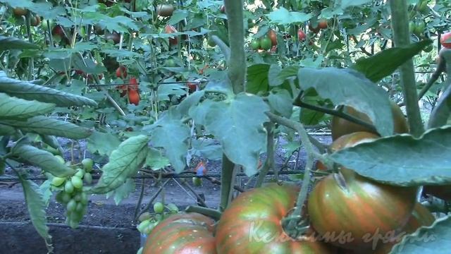 О сортах томатов Полосатый Шоколад