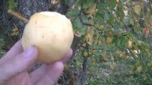 Груша осенняя, дегустация. Лукояновское садоводство.