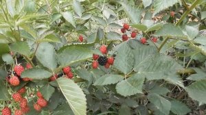 Ежевика-гигант в моей коллекции. Неизвестный сорт