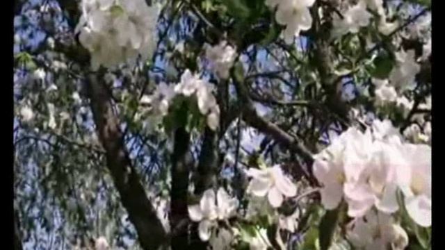 ВЕСЕННИЙ ЦВЕТ.mp4 смотреть онлайн