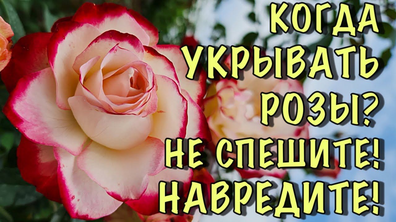 НЕ СПЕШИТЕ! Сделаете ТОЛЬКО ХУЖЕ! Когда УКРЫВАТЬ РОЗЫ?ПОШАГОВАЯ подготовка РОЗ к укрытию