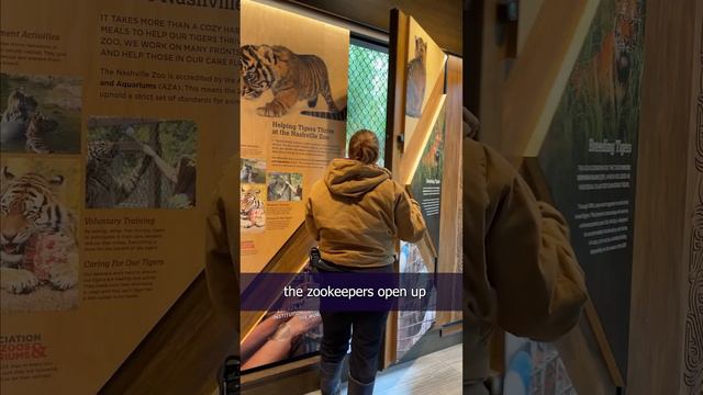 Meeting Felix the Sumatran Tiger at the @zoonashville смотреть онлайн