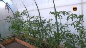 Томатов огромное количество / Выращиваем помидоры / Обзор огорода / Климат резко-континентальный.