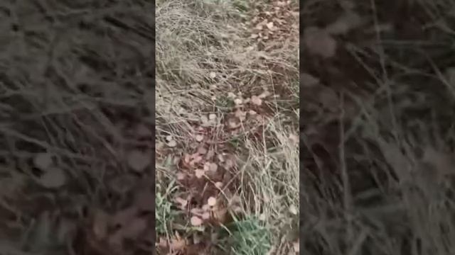 Чудеса! Зонтики...в середине ноября. #grzybobranie #природа #походвлес #загрибами #grzyby #pil смотреть онлайн