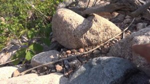 Нашёл камень кварц волосатик и золотишко