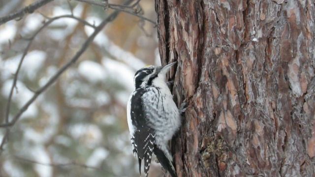 Необычный дятел с желтой головой и тремя пальцами смотреть онлайн